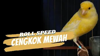 top masteran kenari roll speed rapat cengkok mewah durasi panjang