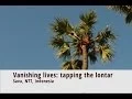 Download Lagu Vanishing lifestyles: tapping the lontar tree in Savu, southeastern Indonesia