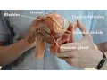 Male reproductive system - the path of ejaculation
