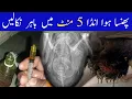 Egg Binding Treatment for Hens 5-Minute Solution