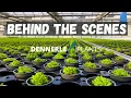 THIS IS WHERE OUR PLANTS COME FROM Amazing Tour of the Dennerle Aquarium Plants Greenhouse