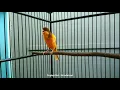 Download Lagu Kicauan Indah Burung Kenari Isian Mozambic | Kualitas Audio Jernih