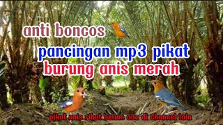 Download pikat burung anis merah ribut,cocok buat pikat di hutan pasti auto berdatangan.pikat jitu anti zonk. MP3