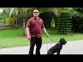 How to STOP your DOG PULLING on LEASH...GUARANTEED!  / / Dog Trainer's Secret Revealed