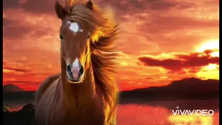 ياناس أحبه وحب اسمع سواليفه علي عبد الستار فراس الحلبي شعر 