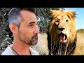 Download Lagu LION verliefd? | De Leeuwenfluisteraar