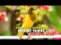 Download Lagu PANCINGAN EFEKTIF, KENARI PAUD, KENARI MUDA, KENARI MACET CEPAT GACOR