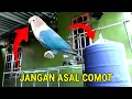 Download Lagu TIPS MEMILIH LOVE BIRD  UNTUK MASTERAN MURAIBATU ‼️