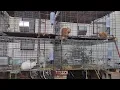 Texas Heat Tolerant Rabbits TAMUKs vs Californian Whites