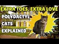 Extra Toes Extra Love Polydactyl Cats Explained
