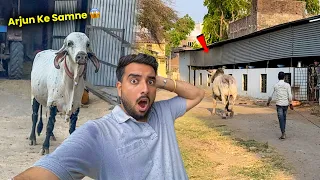 Desi Bull Ki Entry 🐂 Arjun Samne Aa Gaya 😱