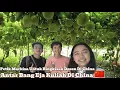 Download Lagu Adik Indonesia Excited Mau Kuliah Di China 🇨🇳 Sekalian Petik Markisa Untuk Bingkisan Dosen China 