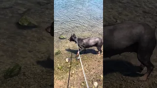 She figured out it was me to fast haaha #fyp #dream #youtube #pets #doberman