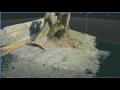 RealityCapture photogrammetry 3d scan of tree roots