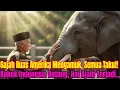 Lagu Gajah Ganas Di Zoo As Mengancam Orang, Tapi Saat Warga Indonesia Datang, Keajaiban Terjadi
