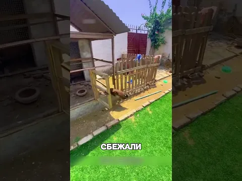 Женщина ПОДБРОСИЛА яйцо обычной курице 🤯🔥🐔