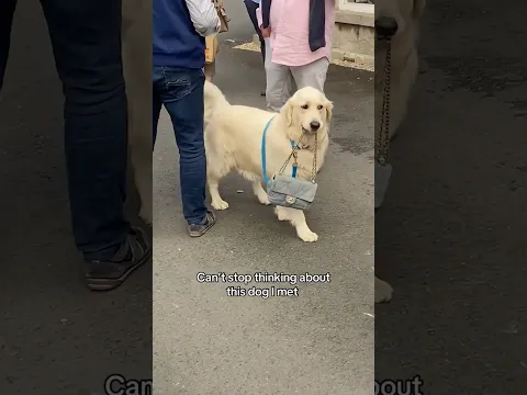 Puppy Court Episode 9