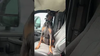 #life #fyp #vlog #pets #doberman #work