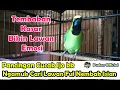 Download Lagu PANCINGAN CUCAK IJO KEPALA KUNING NGAMUK CARI LAWAN FULL NEMBAK ISIAN - MASTERAN CUCAK IJO