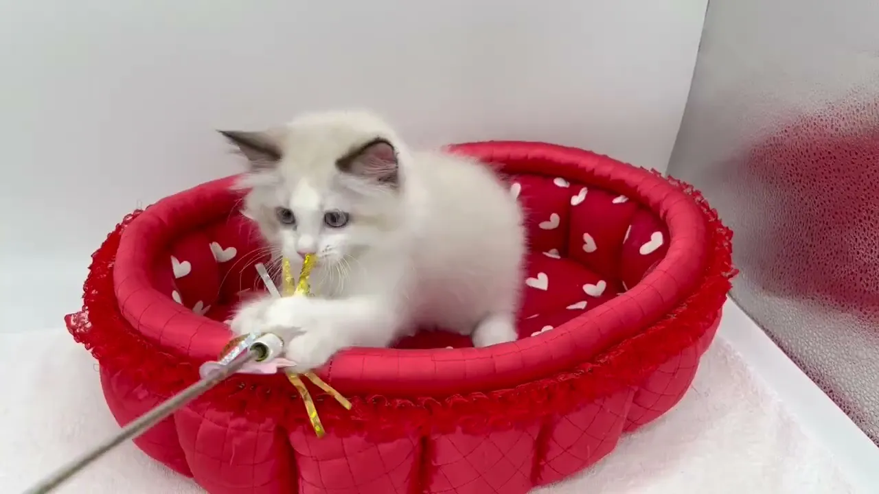 動画
