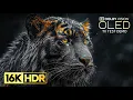 Masterpiece of HDR OLED Demo | 16K Video ULTRA HD 240 fps (8K/4K TV)