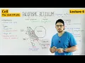 Endoplasmic Reticulum structure and functions 6