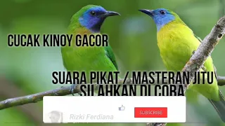 Download Suara pikat cucak kinoy paling ampuh MP3