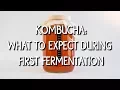 What to Expect During First Fermentation