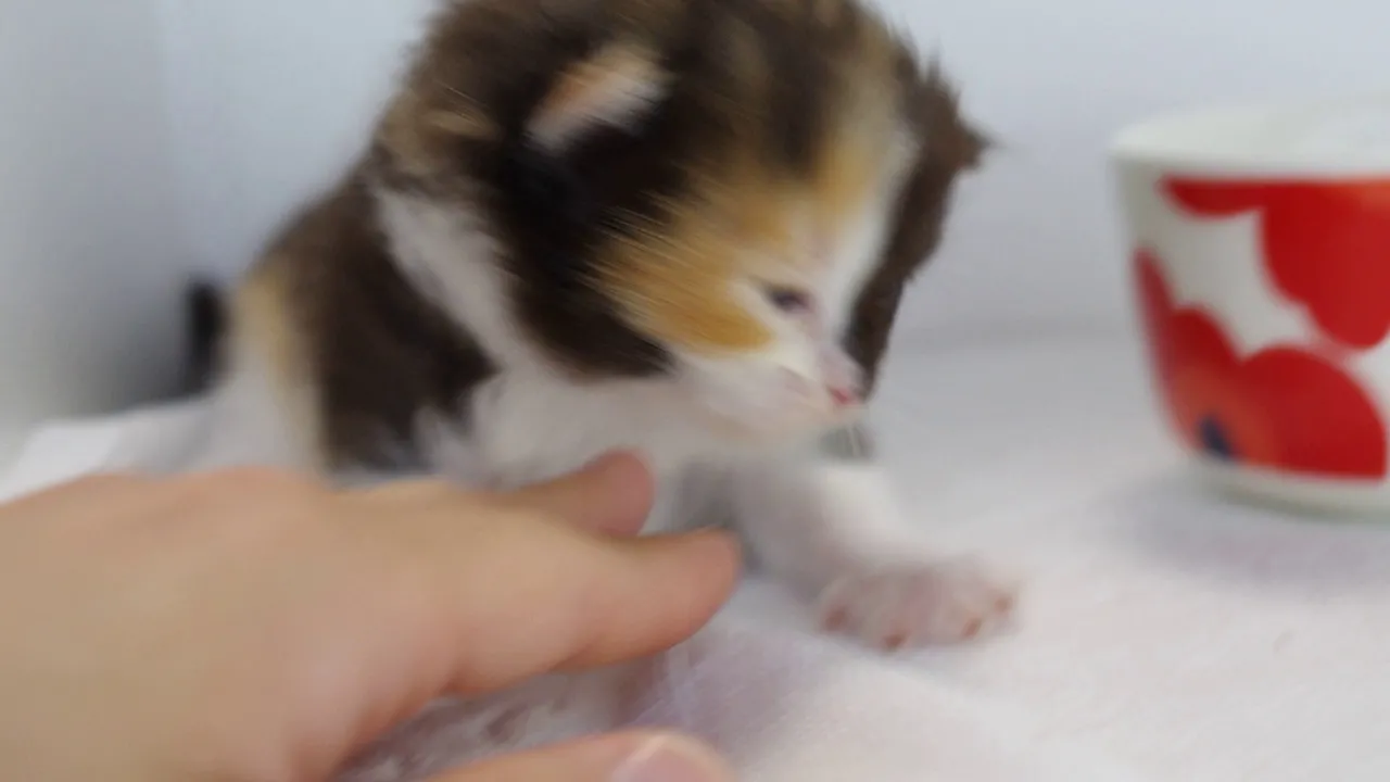 動画