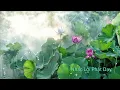 Download Lagu Nhạc Thiền | Nhạc Hoa Khát Vọng | Nhạc Lời Phật Dạy