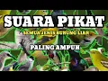 Download Lagu Suara Pikat Semua Jenis Burung Liar Paling Ampuh MP3 🔥🔥🔥