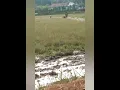 Dek asiak mambajak tabajak sawah bini kawan
