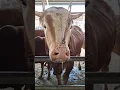Download Lagu sapi moo, suara sapi #shorts #cow #lembu