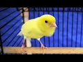 Download Lagu Timbrado Classico 🎶 #canary #birds #kanarienvogel #shorts #short #germany #timbrado