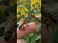 Bees have ly been named the most important living species on Earth