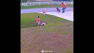 Heroic Dog Protects Playing Child محافظت سگ از بچه صاخبش 