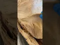 REALl Human Oblique Muscles