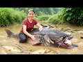 Download Lagu Harvest Giant School of Monster Carp \u0026 Catfish by Hand with Nhi \u0026 Khoi to Sell at the Fish Market