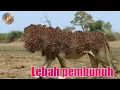 Lagu Tidak menyangka singa jantan takut pada lebah | singa aprika.
