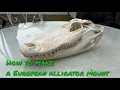 How to make a European Alligator mount