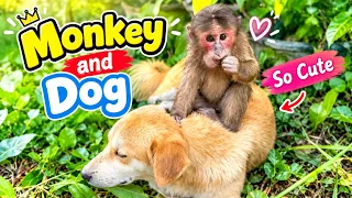Baby Monkey Playing With My cute Dog So Happy #monkey #livestream #live #fyp #viral