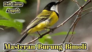 sound suara pikat burung bimoli full gacor 