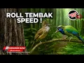 Download Lagu Masteran Roll Tembak Speed Super Rapet Cucak Cungkok Gacor Ngekek vs Cucak Jenggot Beset Greja