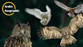 البومة الطائر الجارح الليلي ومعلومات لم تعرفها من قبل الحيوانات والحياة البرية 