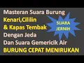 Download Lagu Masteran Suara Burung Kenari Cililin Kapas Tembak Dengan Jeda Dan Suara Gemericik Air