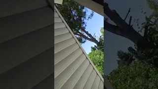 صوت الشحرور 