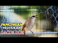 Download Lagu MASTERAN TRUCUKAN GACOR ROPEL PANJANG DI PAGI HARI cocok untuk terapi burung bahan