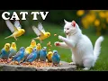 Nature Therapy For Cats When Home Alone 4K CAT TV with Beautiful Birds Relaxing Bird Sounds