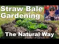 Straw Bale Gardening How to Condition Bales Simply and Naturally