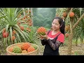 Download Lagu Harvesting forest pineapples to sell at the traditional countryside market